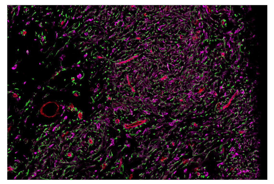 Immunohistochemistry Image 1: CD141/Thrombomodulin (E7Y9P) & CO-0088-647 SignalStar™ Oligo-Antibody Pair