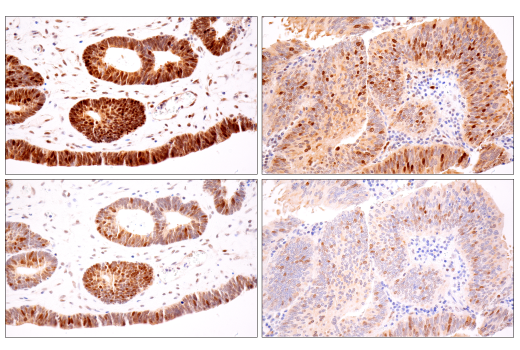 Immunohistochemistry Image 2: CDK2 (E8J9T) Rabbit Monoclonal Antibody