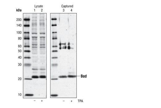 ELISA Image 3: PathScan<sup>®</sup> Total Bad Sandwich ELISA Kit