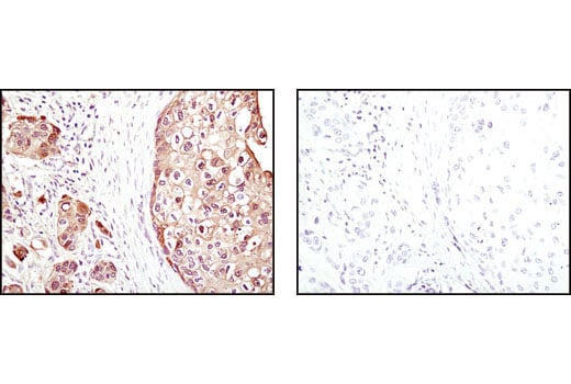 Immunohistochemistry Image 1: 4E-BP1 (53H11) Rabbit mAb