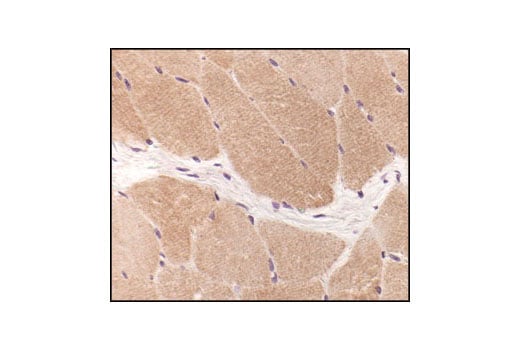 Immunohistochemistry Image 3: Pan-Actin Antibody
