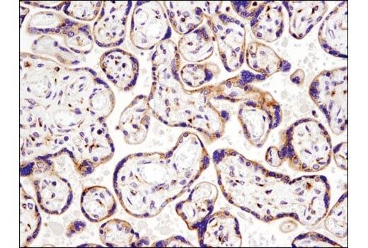 Immunohistochemistry Image 4: IGF-II Receptor/CI-M6PR (D8Z3J) Rabbit Monoclonal Antibody