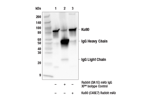 Immunoprecipitation Image 1: Ku80 (C48E7) Rabbit Monoclonal Antibody