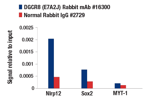 Chromatin Immunoprecipitation Image 1: DGCR8 (E7A2J) Rabbit Monoclonal Antibody