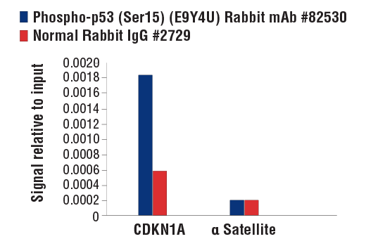 Chromatin Immunoprecipitation Image 1: Phospho-p53 (Ser15) (E9Y4U) Rabbit Monoclonal Antibody