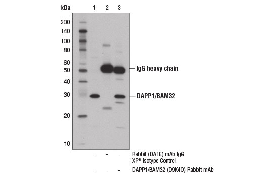 Immunoprecipitation Image 1: DAPP1/BAM32 (D9K4O) Rabbit Monoclonal Antibody