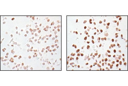 Immunohistochemistry Image 4: Phospho-CREB (Ser133) (87G3) Rabbit Monoclonal Antibody