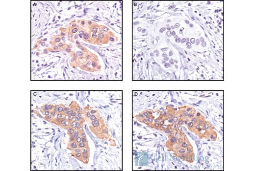 Immunohistochemistry Image 1: Phospho-HSP27 (Ser82) Antibody