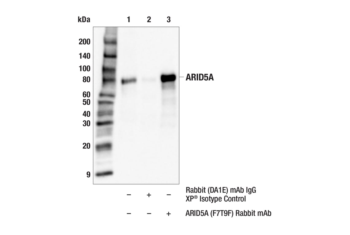 Immunoprecipitation Image 1: ARID5A (F7T9F) Rabbit Monoclonal Antibody