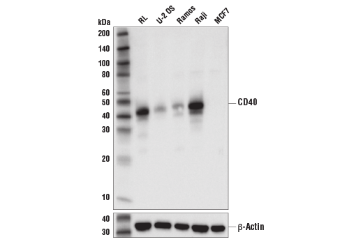 Western Blotting Image 2: CD40 (D8W3N) Rabbit Monoclonal Antibody (BSA and Azide Free)
