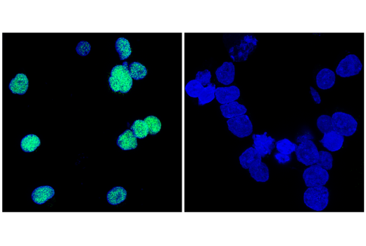 Immunofluorescence Image 2: AML1 (D33G6) Rabbit Monoclonal Antibody