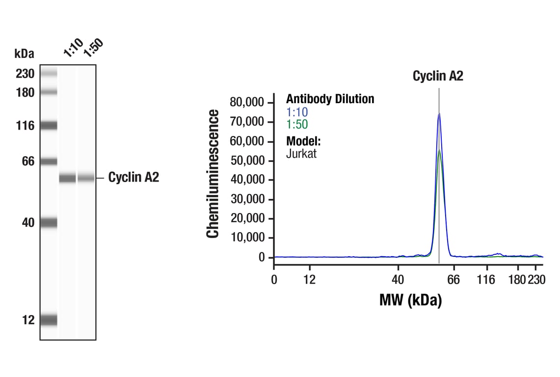 Western Blotting Image 1: Cyclin A2 (E1D9T) Rabbit Monoclonal Antibody
