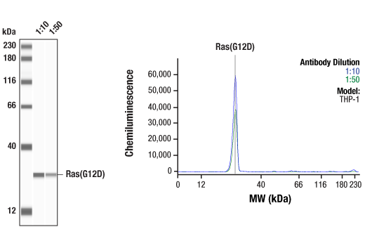 Ras (G12D Mutant Specific) (D8H7) Rabbit mAb | Cell Ras (G12D Mutant Specific) (D8H7) Rabbit mAb | Cell