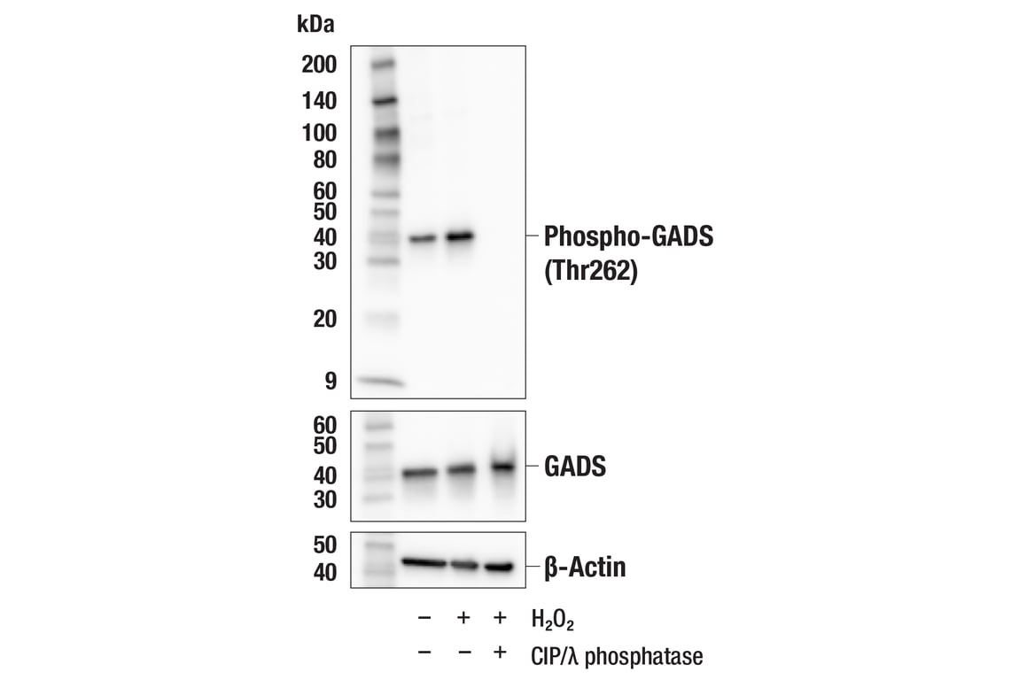 Western Blotting Image 2: Phospho-GADS (Thr262) (E8L3B) Rabbit Monoclonal Antibody