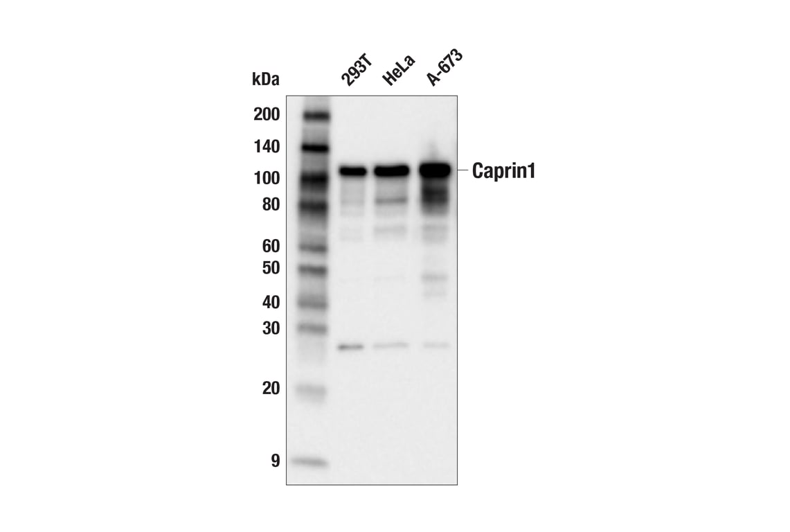 Western Blotting Image 2: Caprin1 (E9F9I) Rabbit Monoclonal Antibody