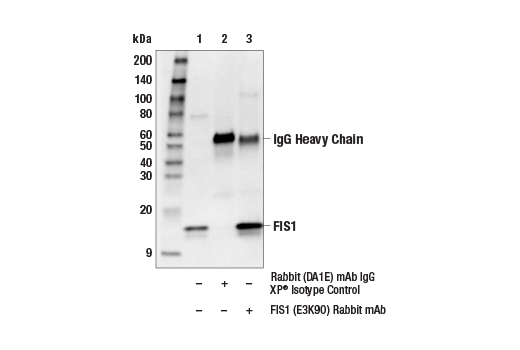 Immunoprecipitation Image 1: FIS1 (E3K9O) Rabbit Monoclonal Antibody