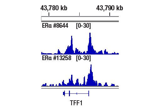 CUT & RUN Image 1: Estrogen Receptor alpha (D8H8) Rabbit Monoclonal Antibody