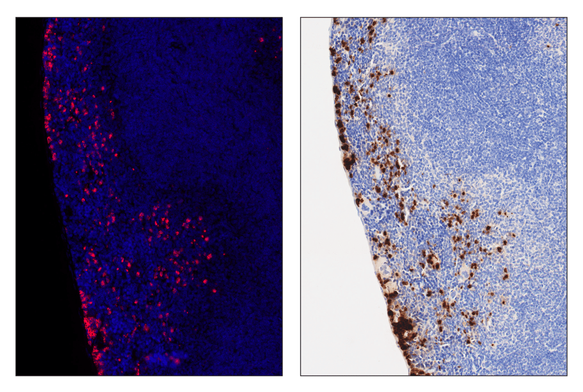 Immunohistochemistry Image 3: Neutrophil Elastase (E8U3X) & CO-0137-647 SignalStar<sup>™</sup> Oligo-Antibody Pair
