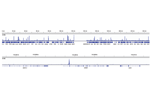 Chromatin Immunoprecipitation Image 2: Brn2/POU3F2 (D2C1L) Rabbit Monoclonal Antibody
