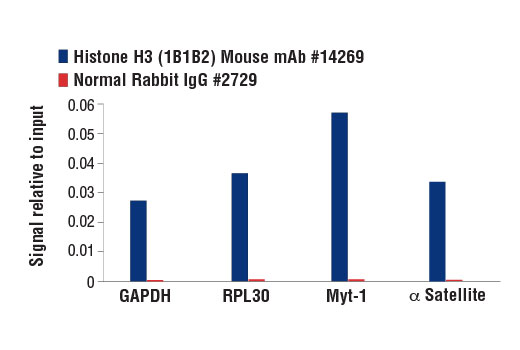 Chromatin Immunoprecipitation Image 1: Histone H3 (1B1B2) Mouse Monoclonal Antibody