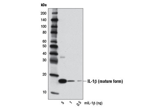 Western Blotting Image 2: IL-1β (D3H1Z) Rabbit mAb