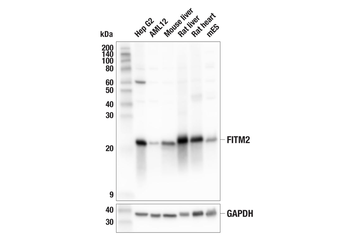 Western Blotting Image 2: FITM2 (E5O8W) Rabbit Monoclonal Antibody