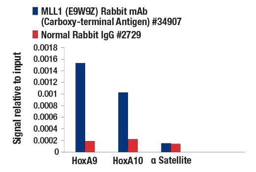 Chromatin Immunoprecipitation Image 1: MLL1 (E9W9Z) Rabbit Monoclonal Antibody (Carboxy-terminal Antigen)