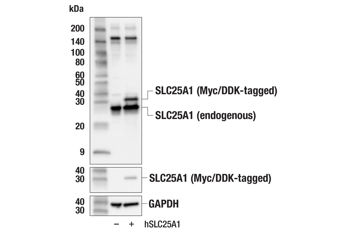 Western Blotting Image 2: SLC25A1 (E7B2B) Rabbit Monoclonal Antibody
