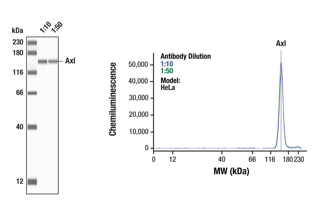 Western Blotting Image 1: Axl (C89E7) Rabbit Monoclonal Antibody