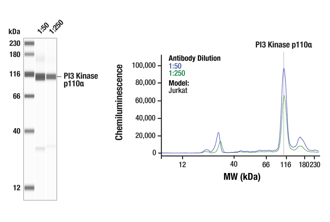 Western Blotting Image 1: PI3 Kinase p110 alpha Antibody