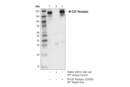 Immunoprecipitation Image 1: CSF-1R/M-CSF-R (D3O9X) Rabbit Monoclonal Antibody