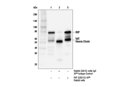 undefined Image 19: Apoptosis/Necroptosis Antibody Sampler Kit II