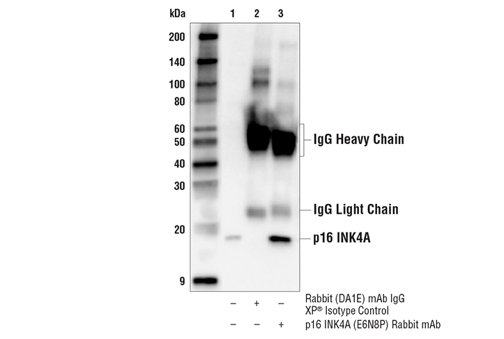 Immunoprecipitation Image 1: p16 INK4A (E6N8P) Rabbit Monoclonal Antibody