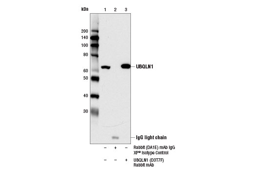 Immunoprecipitation Image 1: UBQLN1 (D3T7F) Rabbit Monoclonal Antibody