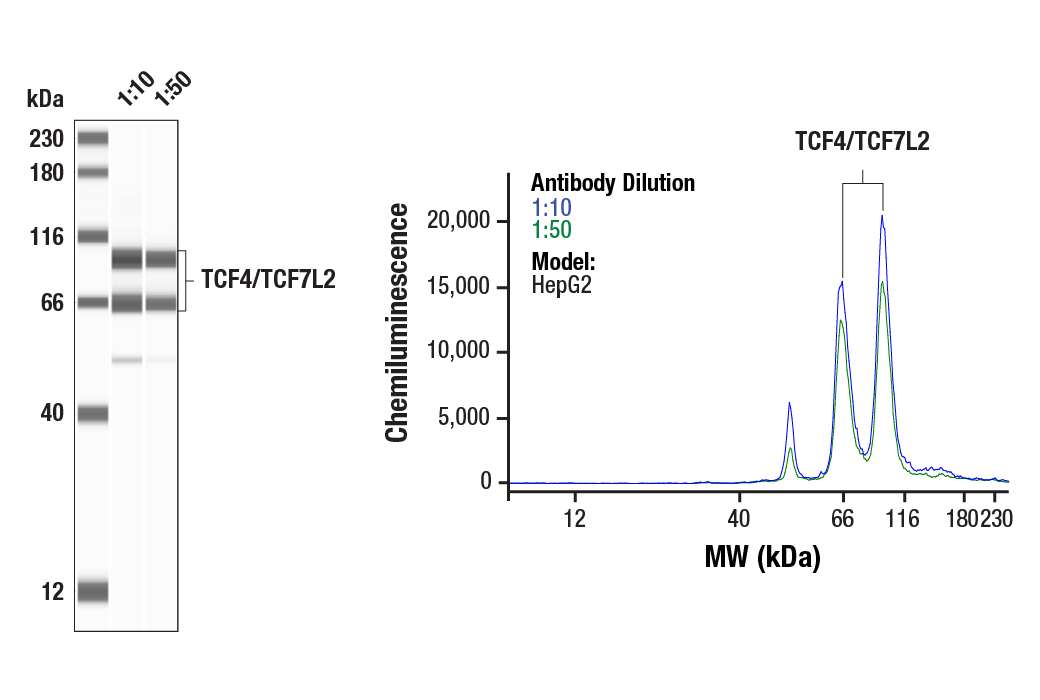 Western Blotting Image 1: TCF4/TCF7L2 (C48H11) Rabbit Monoclonal Antibody