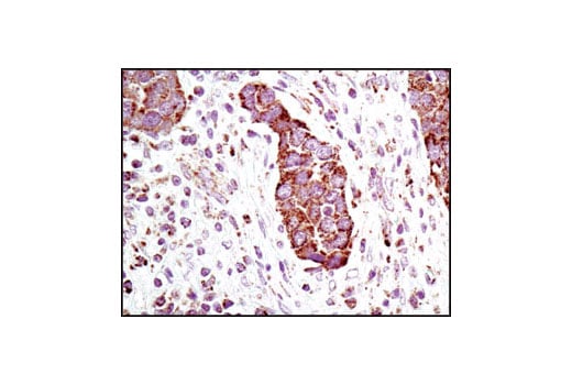 Immunohistochemistry Image 1: Grp75 (D13H4) Rabbit Monoclonal Antibody