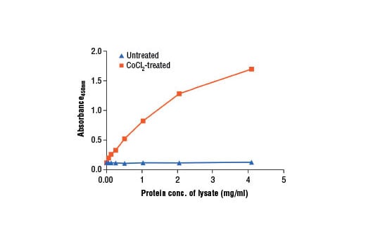 ELISA Image 2: PathScan<sup>®</sup> Total HIF-1α Sandwich ELISA Kit