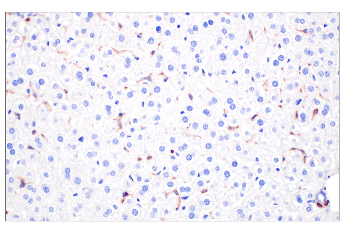 Immunohistochemistry Image 6: CCL3/MIP-1 alpha (F2M8Q) Rabbit Monoclonal Antibody