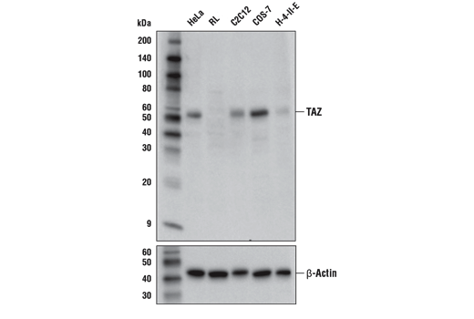 Western Blotting Image 1: TAZ (E5P2N) Mouse mAb