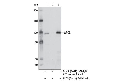 Immunoprecipitation Image 1: APC3 (D3I1V) Rabbit Monoclonal Antibody