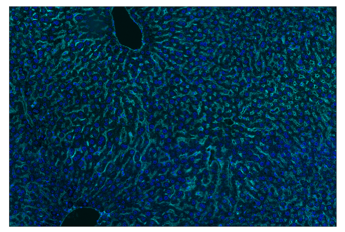 Immunohistochemistry Image 2: Glut1 (E4S6I) & CO-0192-647 SignalStar<sup>®</sup> Oligo-Antibody Pair