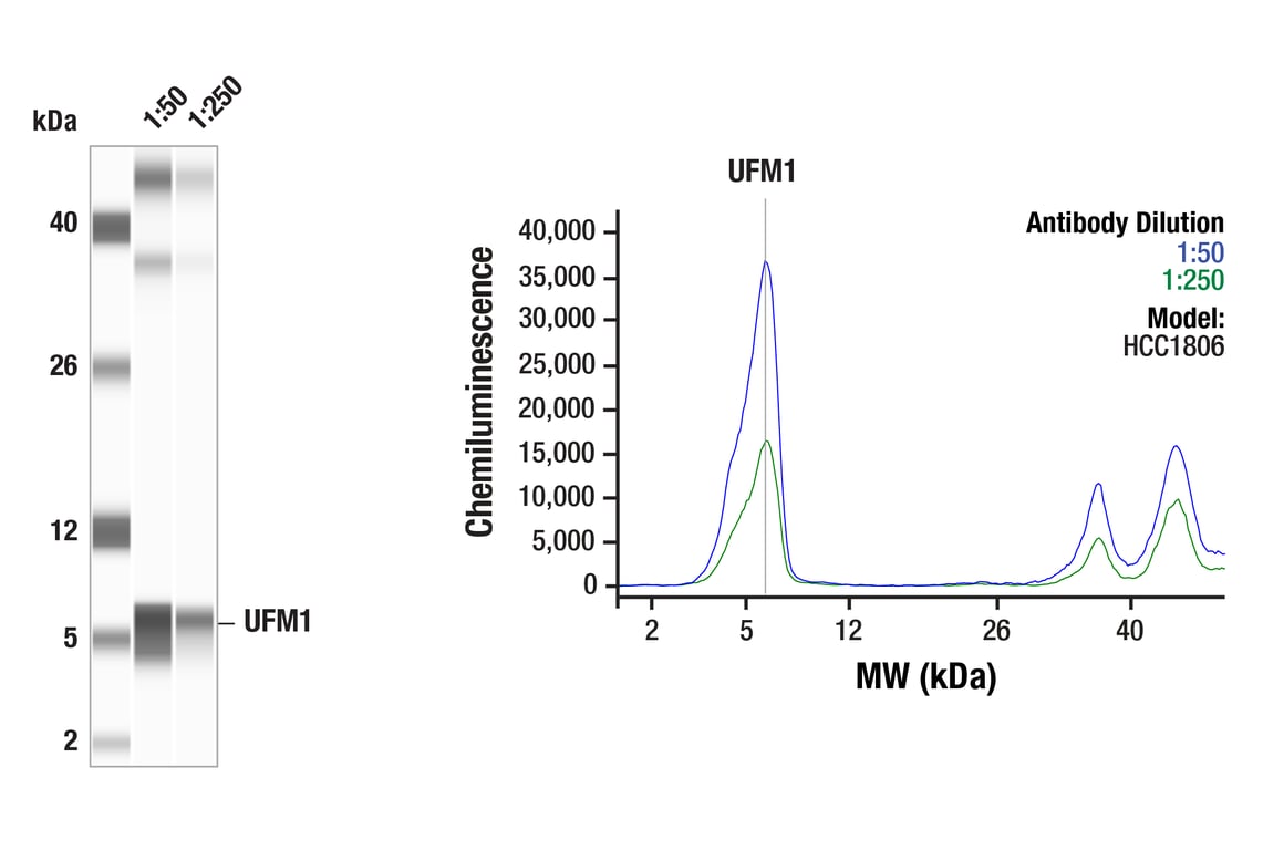 Western Blotting Image 1: UFM1 (F9J1A) Rabbit Monoclonal Antibody