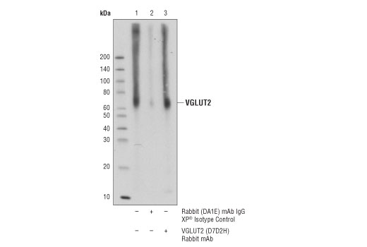 Immunoprecipitation Image 1: VGLUT2 (D7D2H) Rabbit Monoclonal Antibody