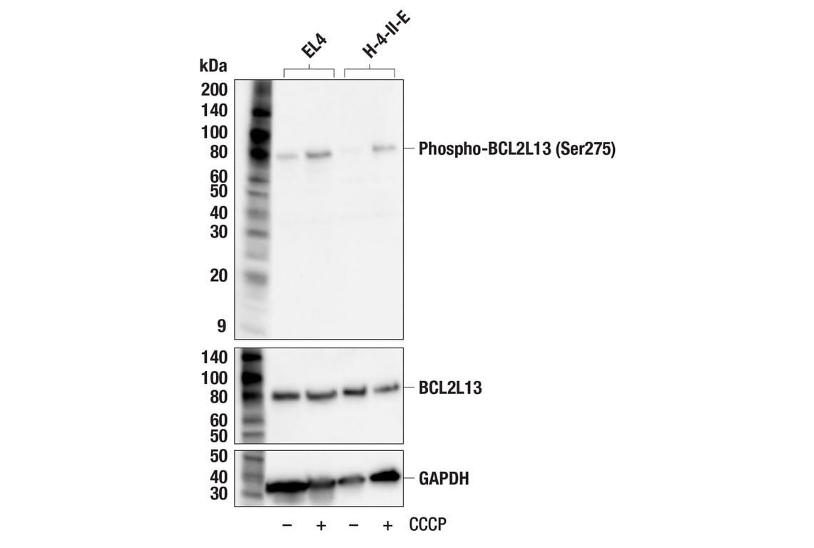 Western Blotting Image 3: Phospho-BCL2L13 (Ser275) Antibody