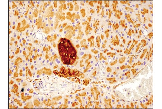 Immunohistochemistry Image 3: VAMP2 (D6O1A) Rabbit Monoclonal Antibody