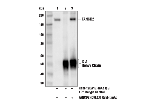 Immunoprecipitation Image 1: FANCD2 (D5L5X) Rabbit Monoclonal Antibody