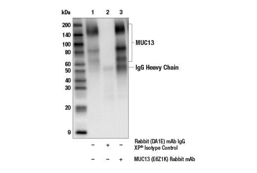 Immunoprecipitation Image 1: MUC13 (E6Z1K) Rabbit Monoclonal Antibody