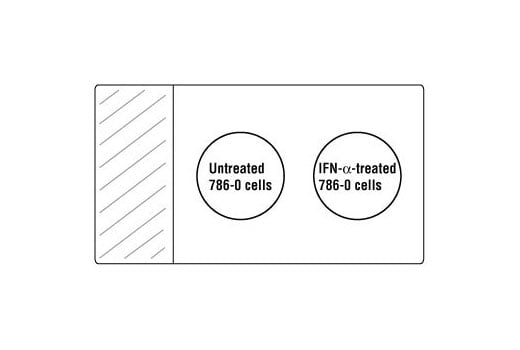 undefined Image 1: SignalStain<sup>®</sup> Phospho-Stat IHC Sampler Kit