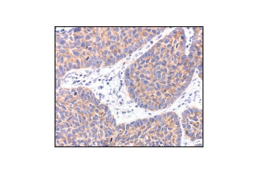 Immunohistochemistry Image 2: eIF4G Antibody