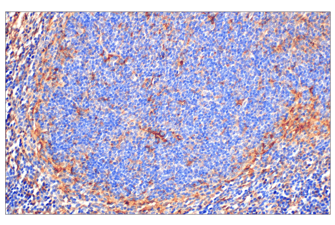 Immunohistochemistry Image 12: Annexin V (E3W8V) Rabbit Monoclonal Antibody